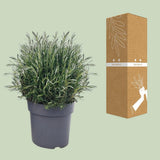 Rosmarinus officinalis Struik - Ø27cm - ↕55cm