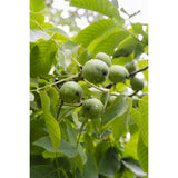 Ø23 cm - ↕120cm