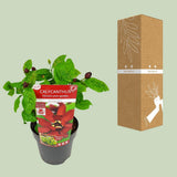 Sinocalyycanthus 'Hartlage Wine'® - Ø19 - ↨30cm