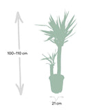 Yucca Elephantipes - Lys Palmier - Ø21cm - ↕100cm