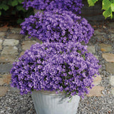 Lot de 12 campanules violettes en pot 12 cm couvre-sol