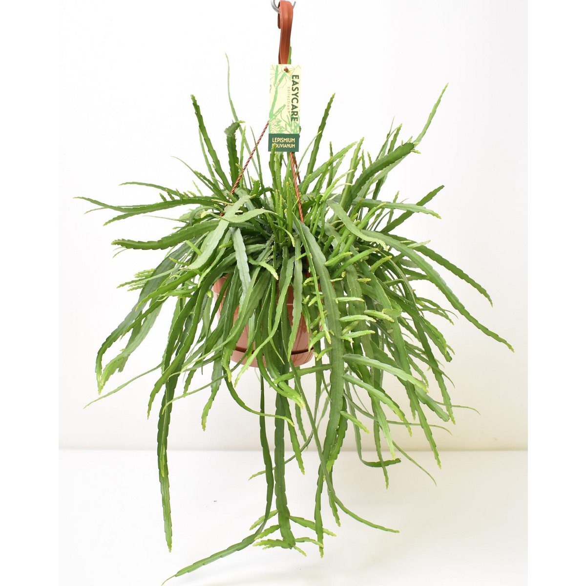 Lepismium Bolivianum - Plante d'intérieur élégante avec tiges délicates