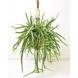 Lepismium Bolivianum - Plante d'intérieur élégante avec tiges délicates
