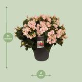Betulia Light 19cm Decorum extérieur - Ø19cm - ↕35cm