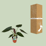Alocasia Wentii en pot Ø19 cm vert profond