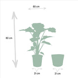 Alocasia Portodora artificielle avec pot gris