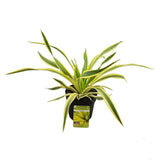 Yucca Glor. 'Bright Star' - Ø13cm - ↕20cm