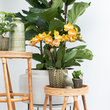 Lot de 4 orchidées Phalaenopsis orange en pot Ø12 cm
