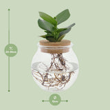 Clusia dans Bolglas + Click Coll - Ø12cm - ↕30cm