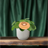 Plante Pilea pilea aluminium verte et argentée Ø12 cm