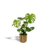 Monstera Deliciosa de 80 cm avec feuilles luxuriantes
