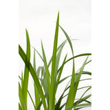 Carex Morrowii Irish en pot 19 cm vert
