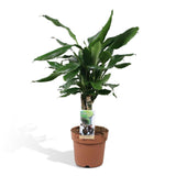 Plante Dracaena Fragran Steudnerer verte 55 cm