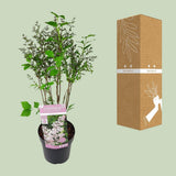 Syringa vulgaris lilas commun violet - Ø19 cm - 35 cm