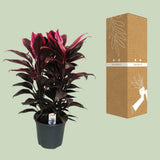 Cordyline Things - Ø19cm - ↕55cm