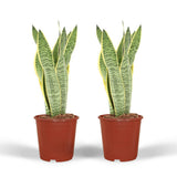 Lot de 2 Sansevieria Laurentii en pot plastique
