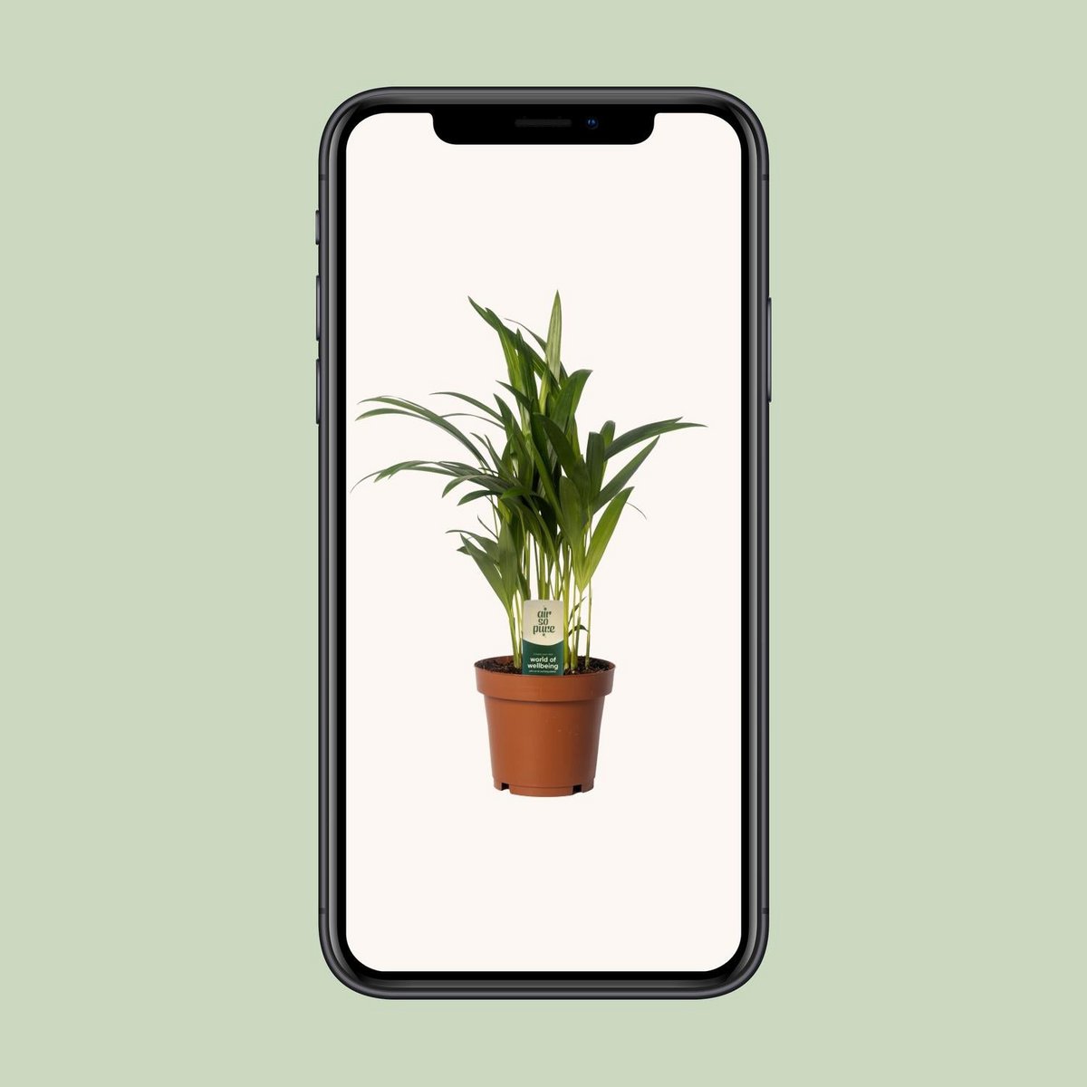 Dypsis Lutescens dans un pot décoratif en intérieur