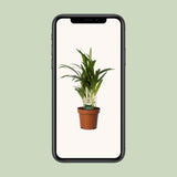 Dypsis Lutescens dans un pot décoratif en intérieur