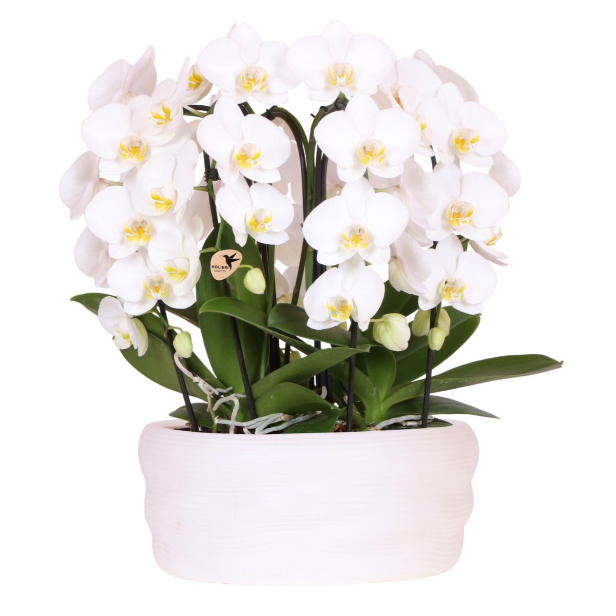 Orchidées blanches Como dans un pot élégant