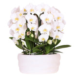 Orchidées blanches Como dans un pot élégant