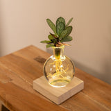 Calathea en verre Samoa avec éclairage LED - ø12cm - ↕10cm