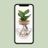 Clusia dans Bolglas + Click Coll - Ø12cm - ↕30cm