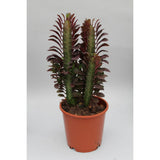 Euphorbia trigona crubra - Ø12cm - ↕40cm