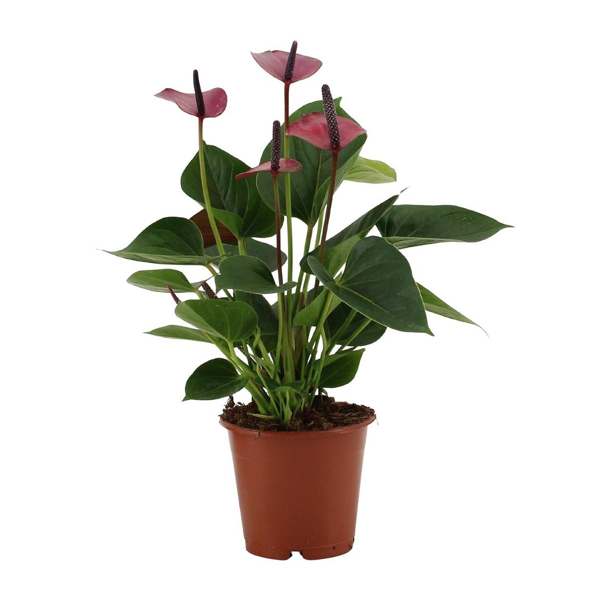 Anthurium bébé violet en manche transparente - Ø12cm - ↕36cm