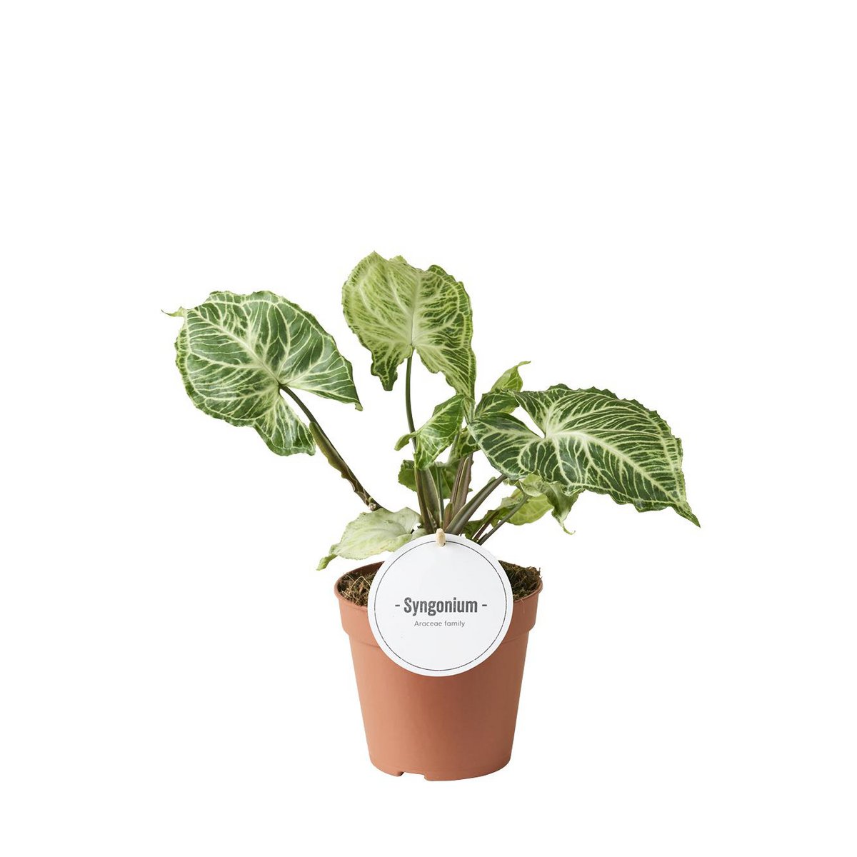 Syngonium Batik - Plante d'intérieur élégante avec feuillage unique