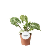 Syngonium Batik - Plante d'intérieur élégante avec feuillage unique