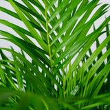 Dypsis Lutescens - Palmier Areca - Ø24cm - ↕120cm