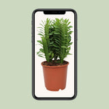 Euphorbia Trigona - Ø12c en ↕40cm
