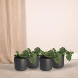 Scindapsus Pictus - 4 pièces - ø12cm - ↕15cm