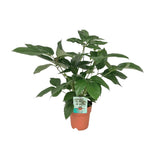 Plante Schefflera actinophylla vert émeraude Ø19 cm 75 cm