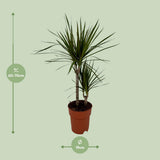 Dracaena margina bicolor - Ø19cm - ↕70cm