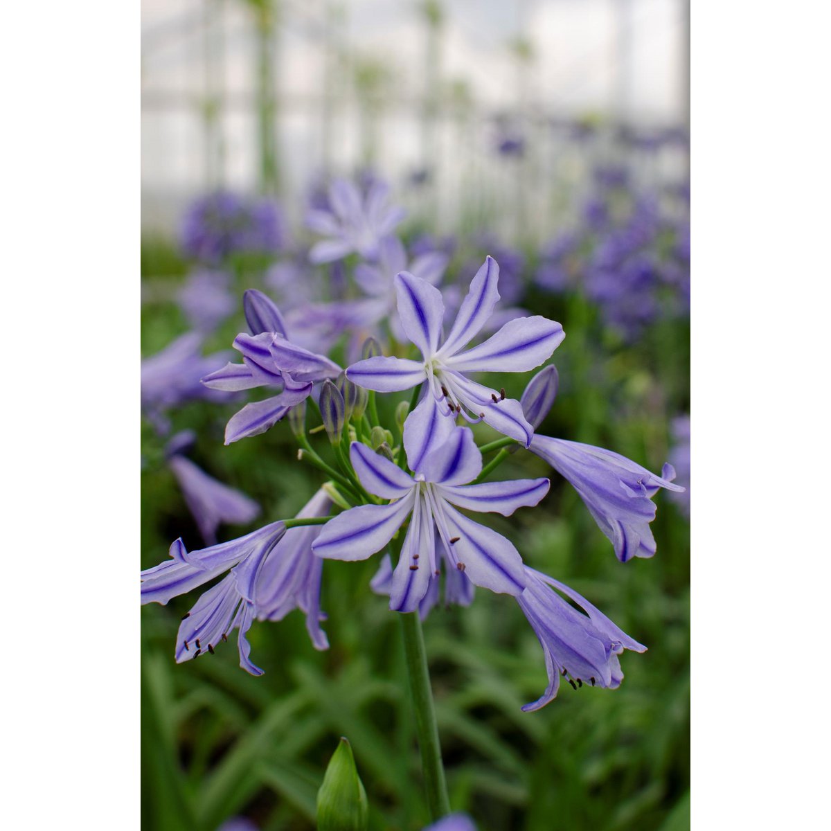 Fleurs de l'Agapanthus 'Charlotte' attirant des abeilles