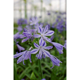 Fleurs de l'Agapanthus 'Charlotte' attirant des abeilles
