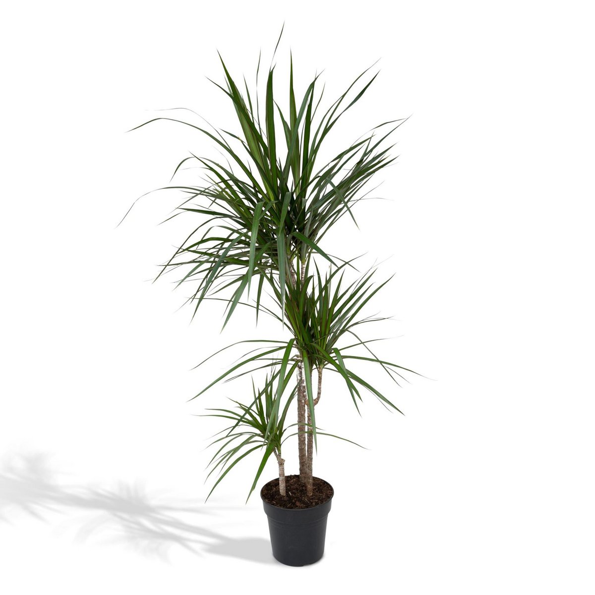 Dracaena marginata - Dragonnier - Plante d'intérieur avec feuillage élancé
