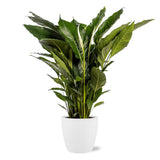 Spathiphyllum Sweet Sebastiano avec pot Bruxelles esprit