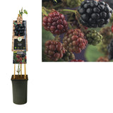 Rubus 'Thornfree' +3.0 Étiquette - Ø17cm - ↕75cm
