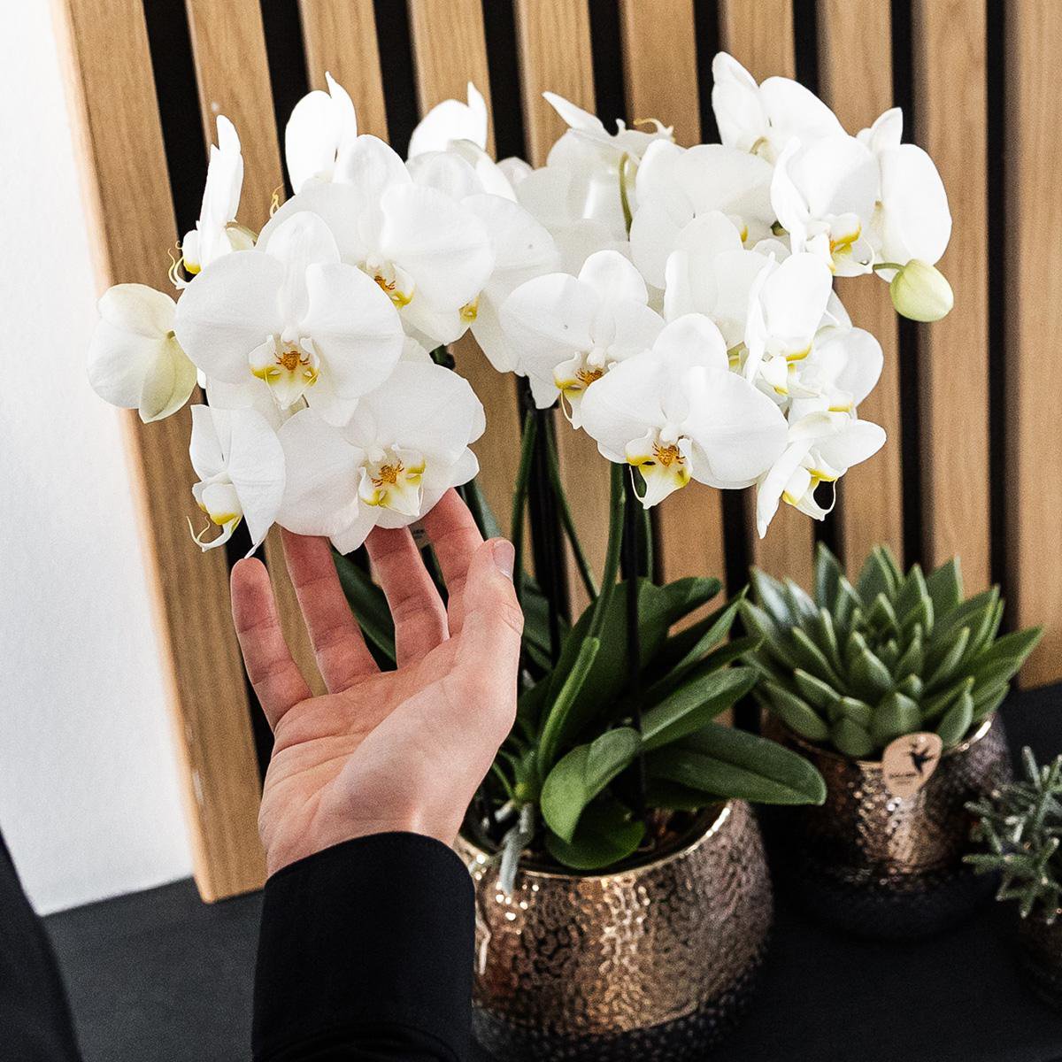 Image de diapositive