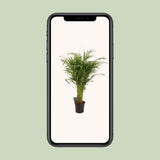Plante naturelle Dypsis lutescens en pot Ø21 cm