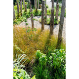 Plante artificielle Carex Testacea orange Ø19 cm