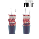 Lycium sweet goji (Gojibes) - 2 pièces - Ø12cm - ↕30cm
