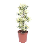 Codiae variegatum tamara - Ø27cm - ↕100cm