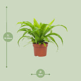 Begonia Old 12cm - Ø12cm - ↕19cm