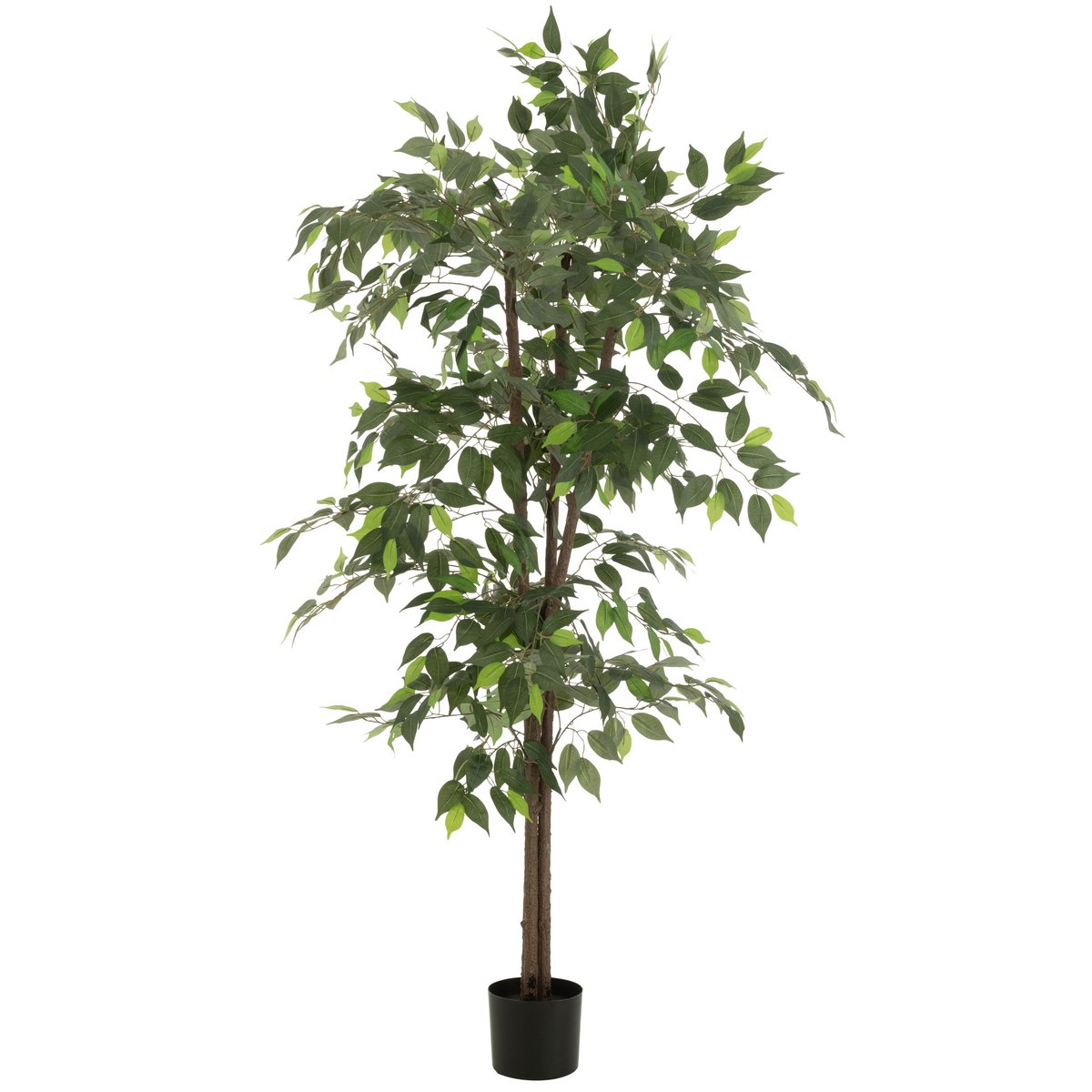 Détail du Ficus J-Line, décoration moderne pour intérieur