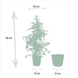 Ficus Benjamina Goldenking 95 cm