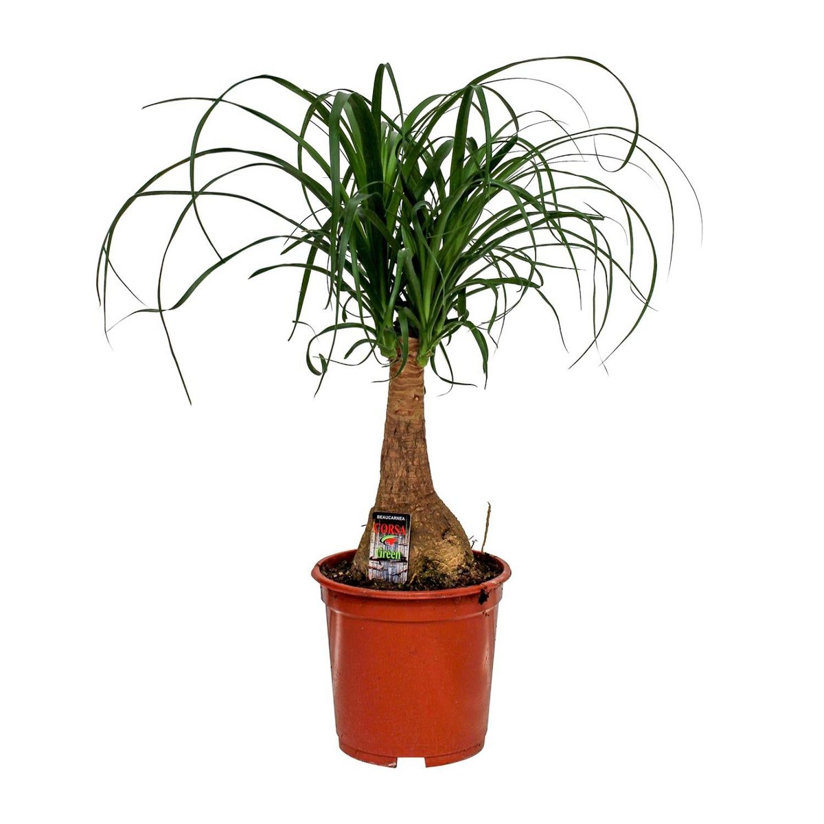 Beaucarnea Nolina - Plante d'intérieur avec feuilles tombantes
