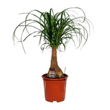 Beaucarnea Nolina - Plante d'intérieur avec feuilles tombantes